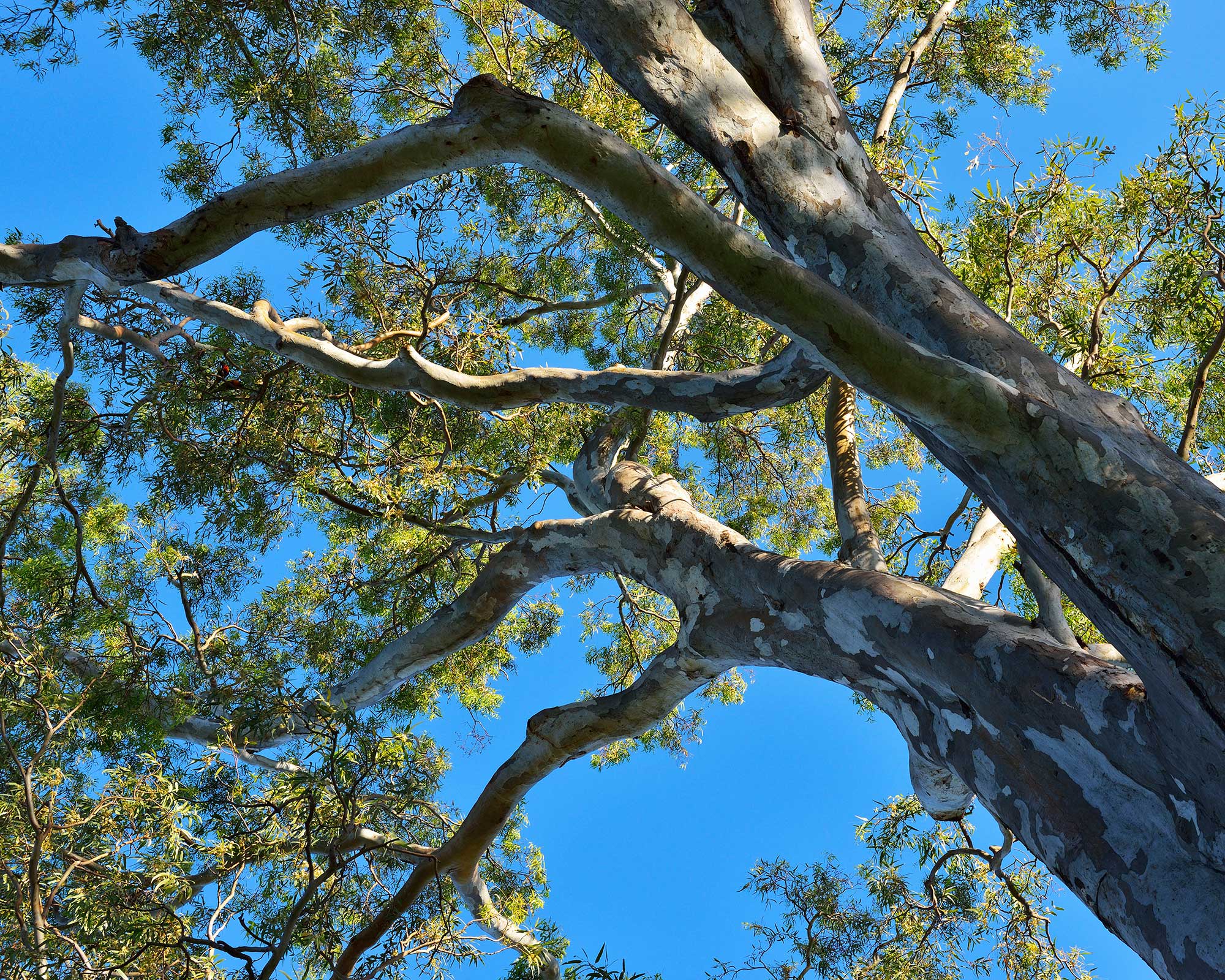 Eucalyptus care and growing guide expert advice Gardeningetc