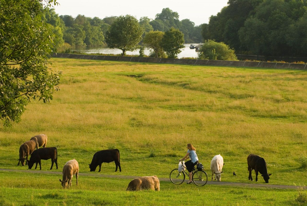 Petersham Meadow, Richmond