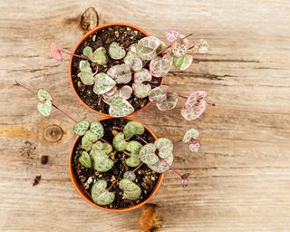 Young String of hearts plants in small pots with wooden background
