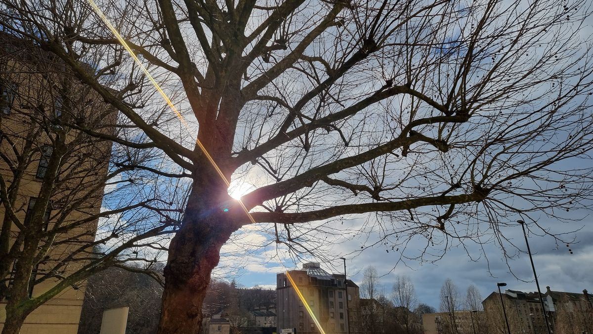 Moment CineFlare Gold Streak Filter review