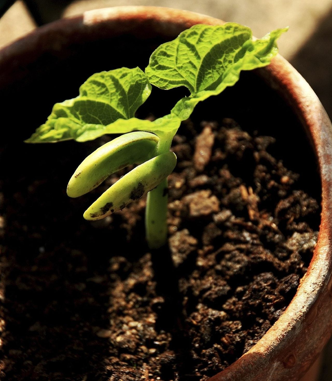 Growing Adzuki Beans in a Pot