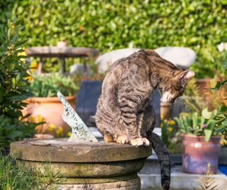 a cat sat on a sundial in a sunny garden