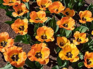 early-blooming Darwin Hybrid Tulip 'Daydream'