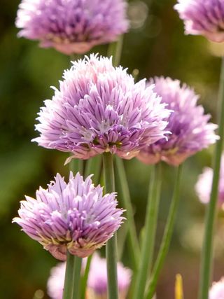 Chives flowers blooming in lilac