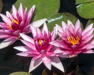 Pik water lily flowers and green leaves on the surface of a pond