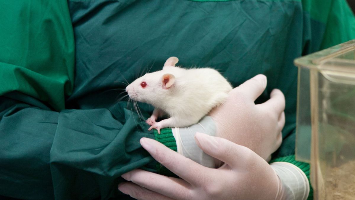 FDA no longer requires animal testing for new drugs. Is that safe? | Live  Science