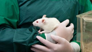 close up on the gloved hands of a researcher holding a white lab rat with red eyes 