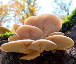oyster mushrooms growing on a log outside