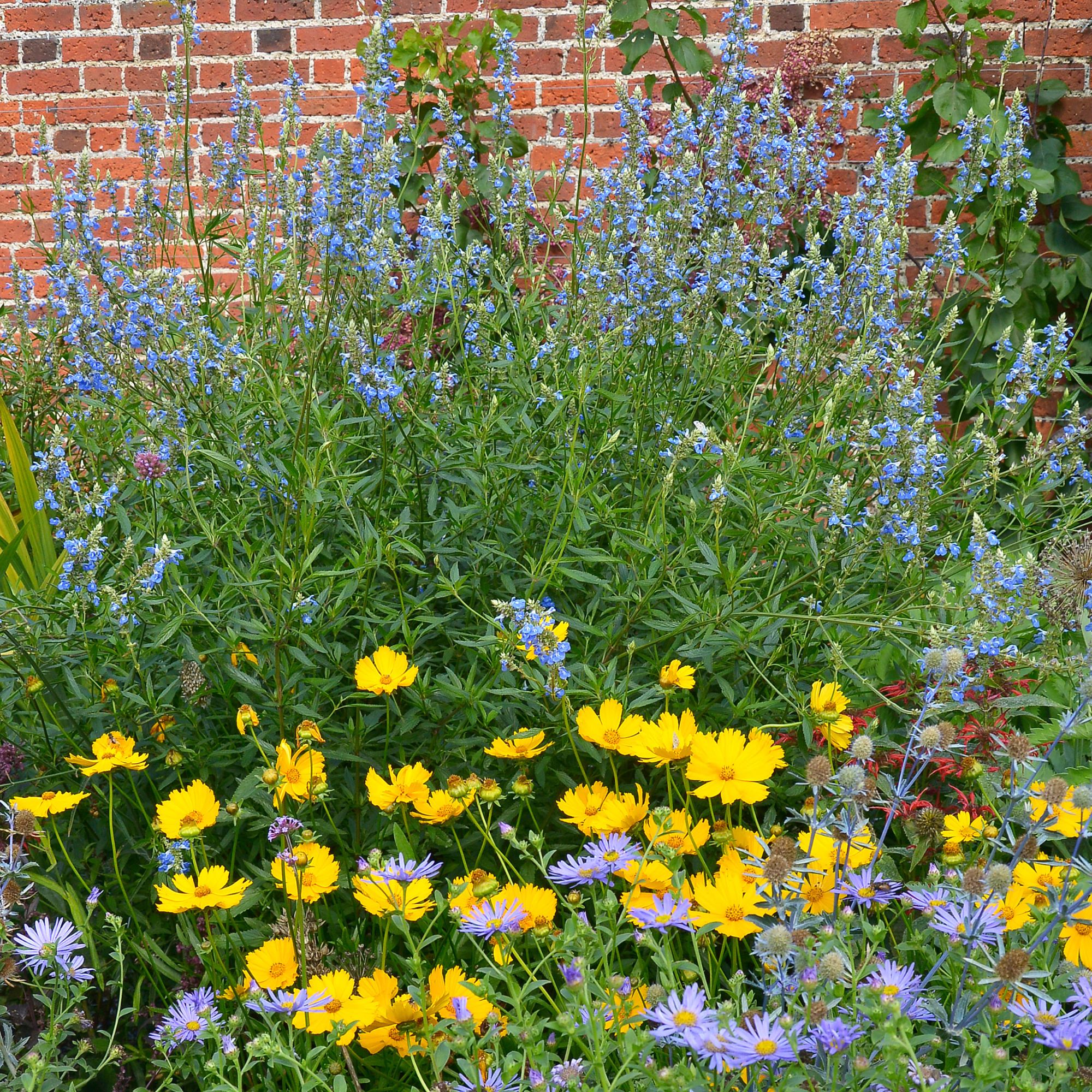 garden border with yellow and blue flowers
