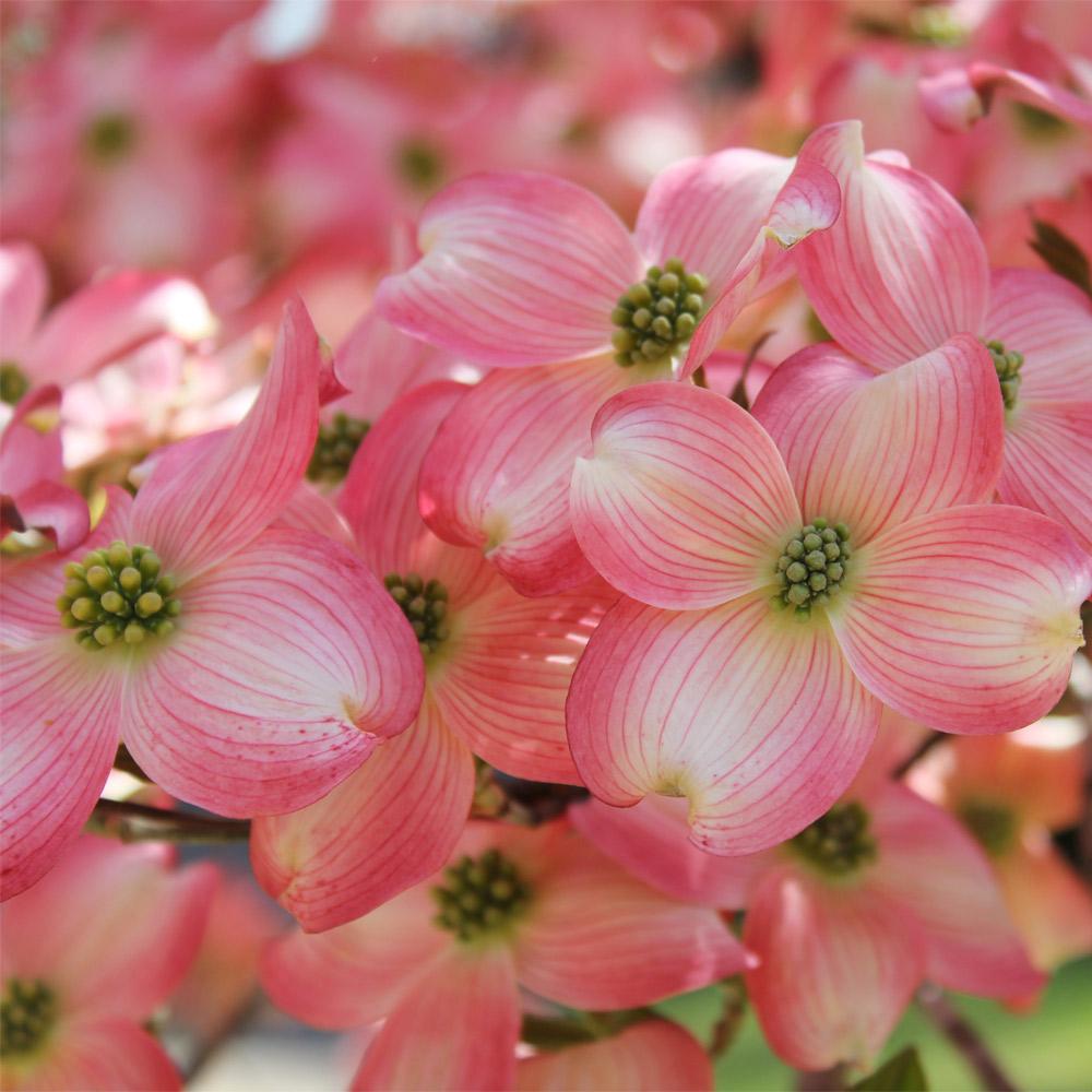 Cherokee Brave Dogwood Tree