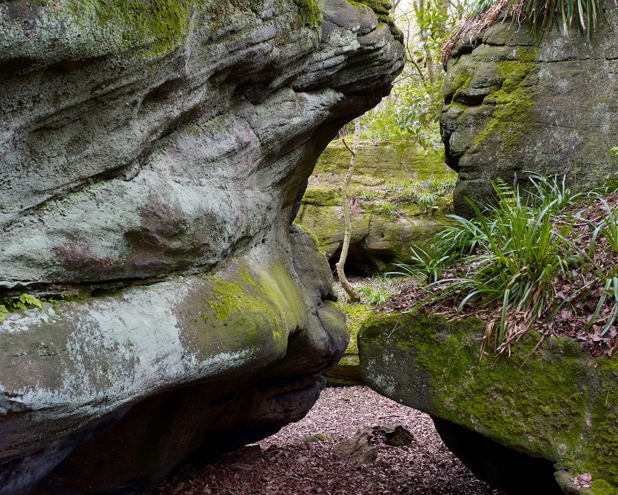 Rock garden ideas featuring large moss covered boulders.