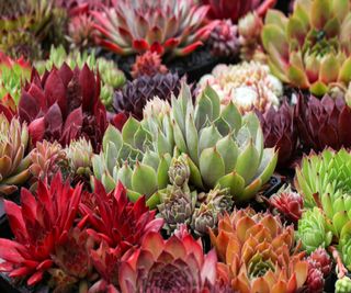 Rosettes of sempervivum are a popular rock garden plant