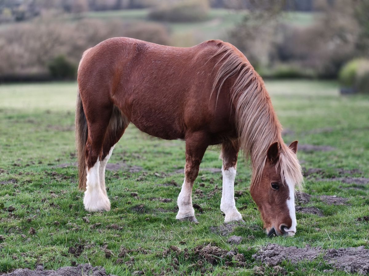Horse grazing in a field