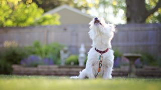 West Highland White Terrier dog barking at the sky