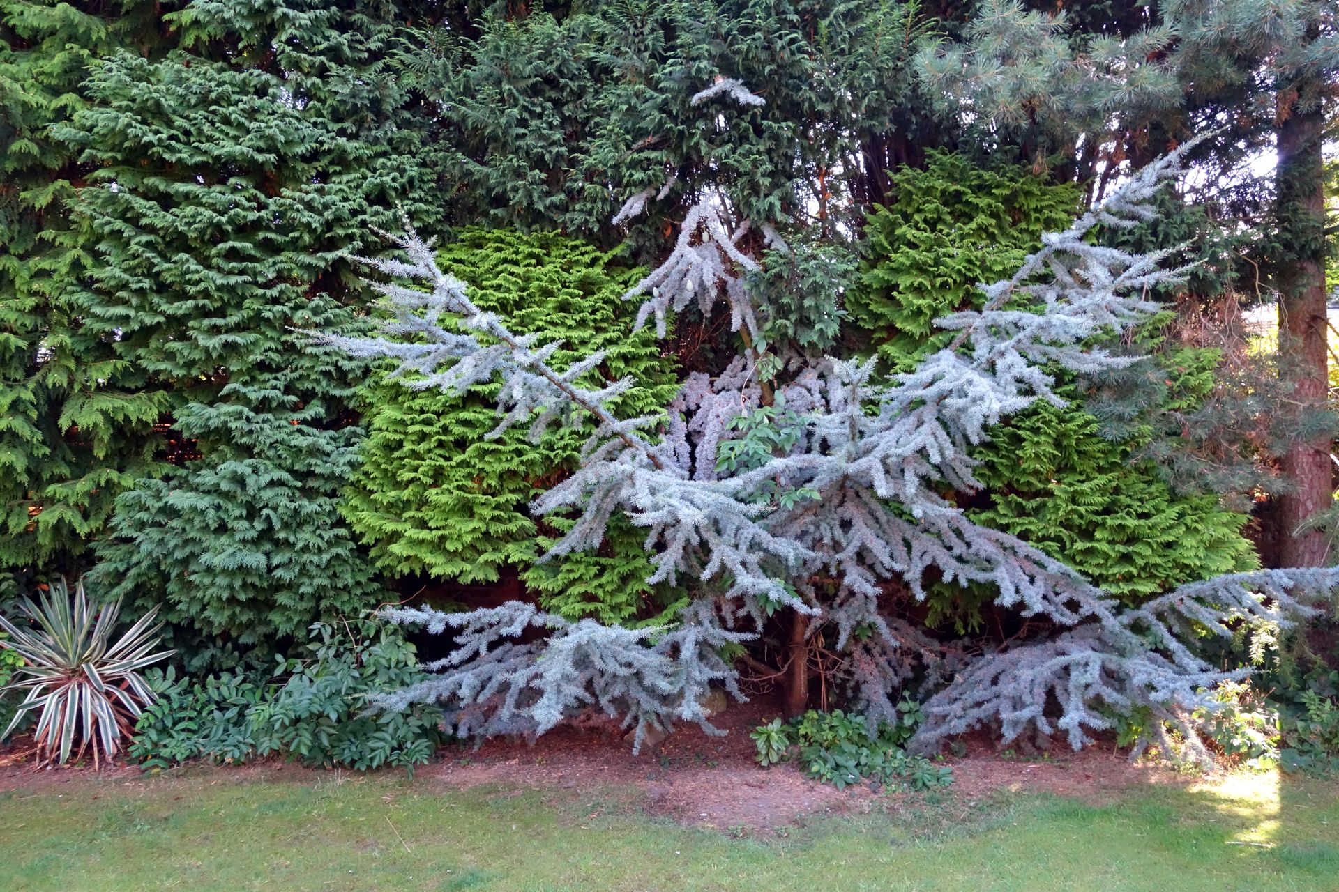 Best privacy hedges 10 privacy hedges for screening Homes & Gardens