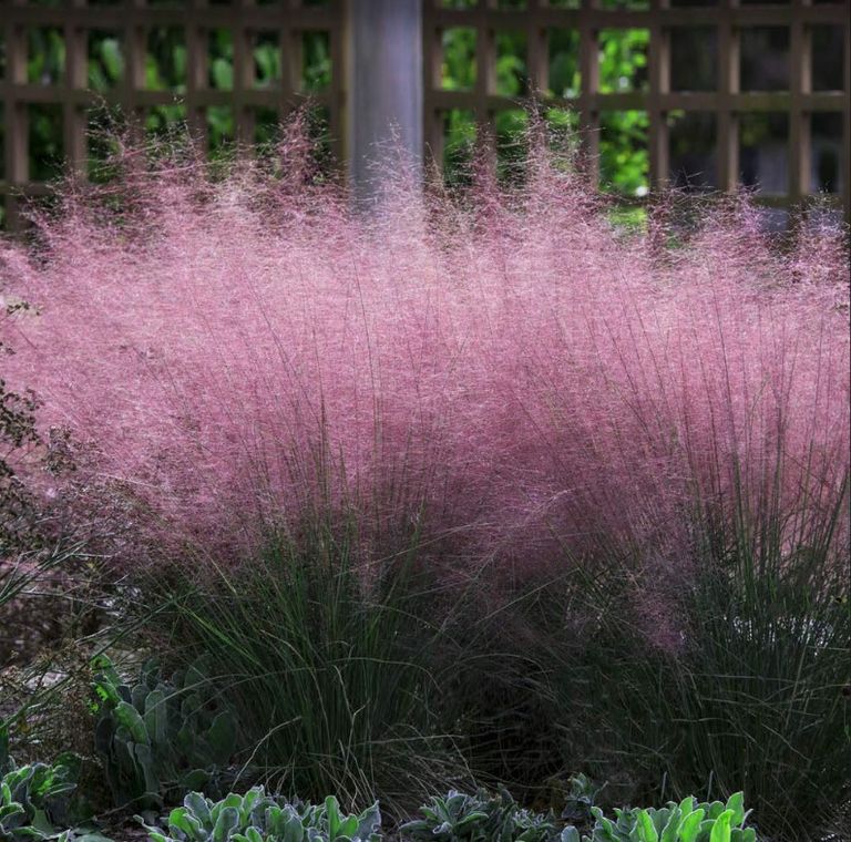 Which plants will make my front yard look more expensive? Livingetc