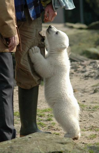 Knut at berlin zoo