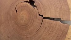 The density and width of tree rings shows how warm it was during each year's growing season, and trees thereby serve as a record of long-term climate trends.