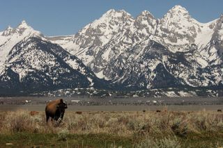 native americans, american indians, bison, buffalo