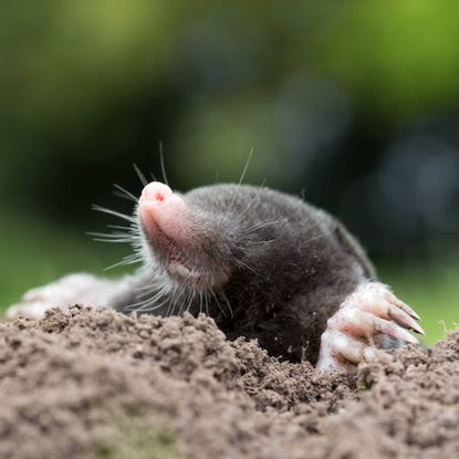 Mole on top of mole hill
