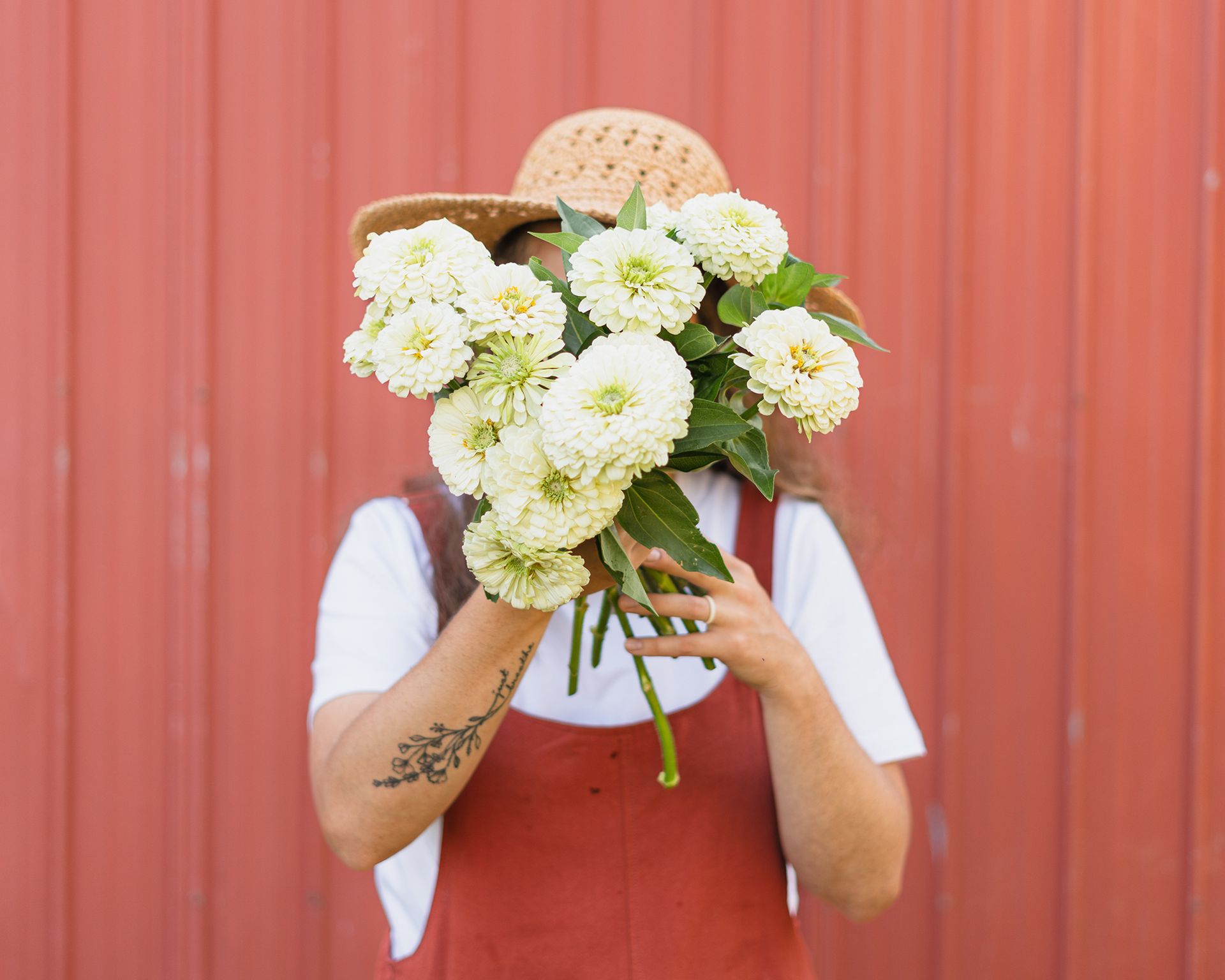 Gardener holds freshly cut white zinnia flowers