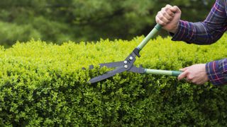 A pair of loppers cutting back a hedge