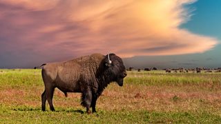 Bison at Badlands National Park, USA