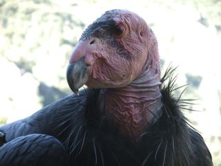 A close up of a California condor.