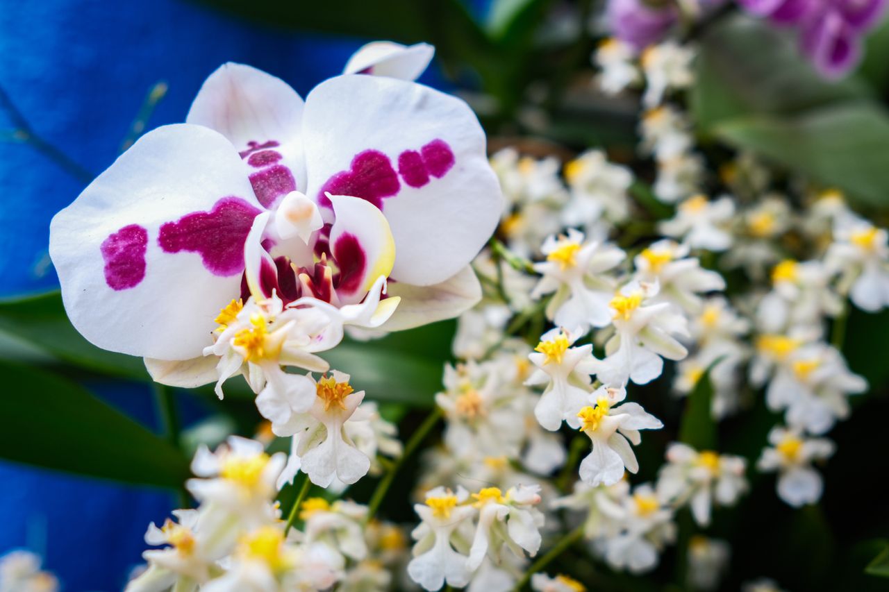 A phalaenopsis orchid behind dancing lady orchids at the New York Botanical Garden