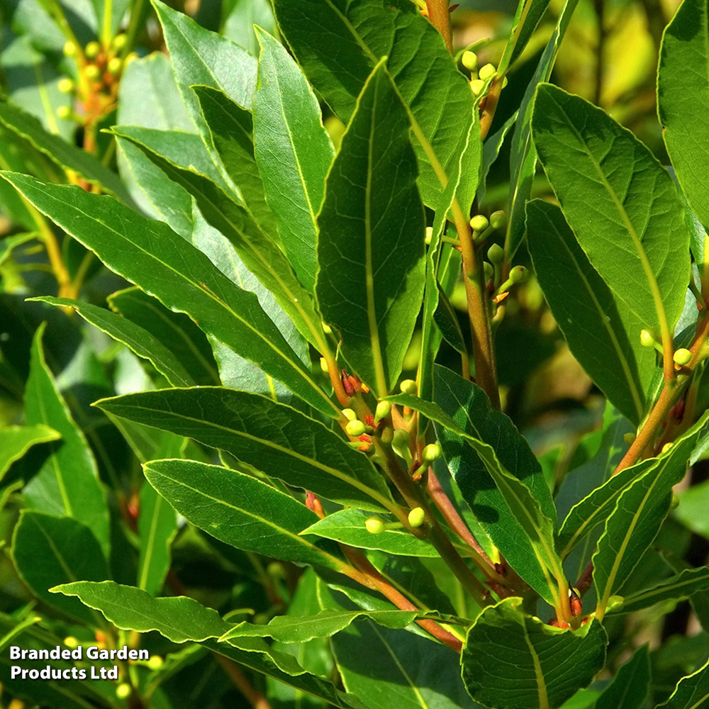 Laurus Nobilis