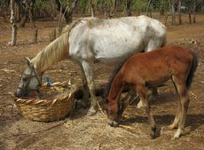 Horses-having-a-small-feed-as-owners-collect-their-ration-for-the-next-fortnight_low-res.jpg