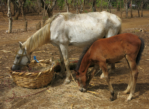 Horses-having-a-small-feed-as-owners-collect-their-ration-for-the-next-fortnight_low-res.jpg