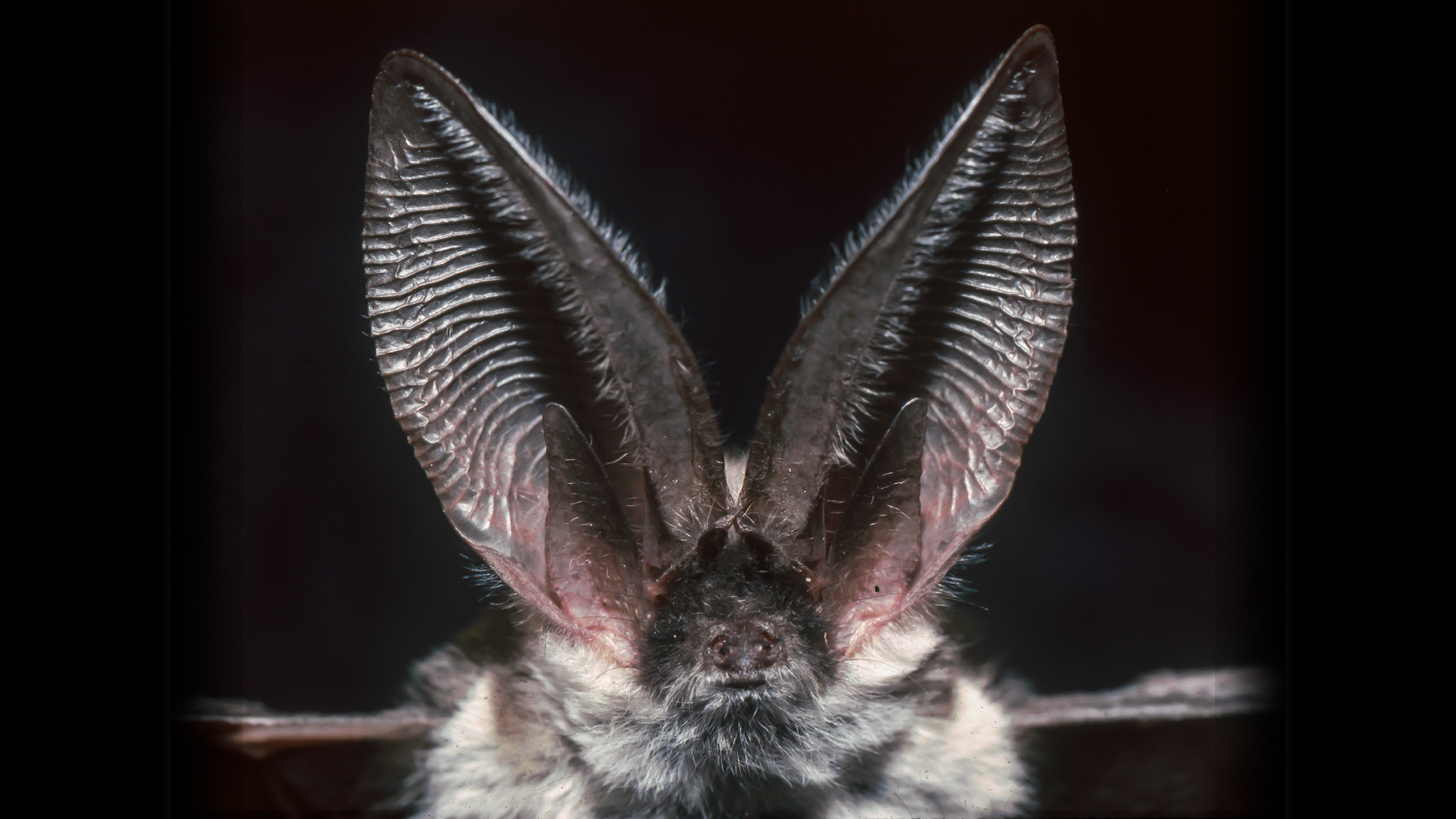 a close-up of a bat with large ears