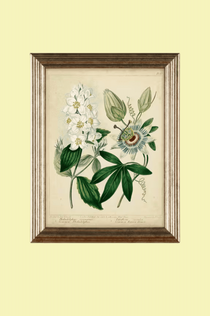 John LewisBotanical Florals Framed Prints, Set of 3, 47 x 37cm, Green/Multi.