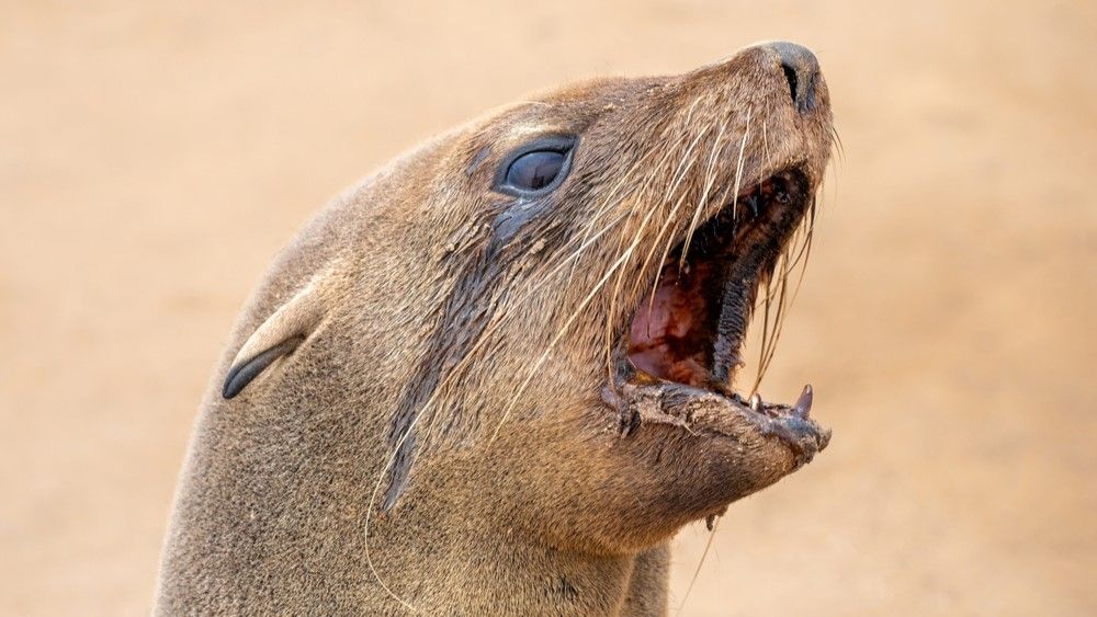 A close-up picture of a South African fur seal with its jaws open.