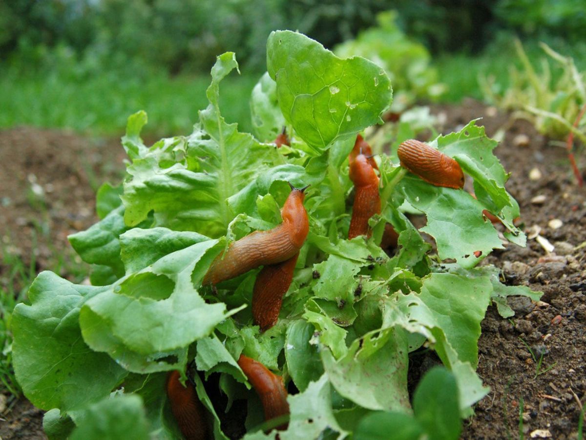 How To Control Pests On Lettuce Plants Insect Pests That Attack