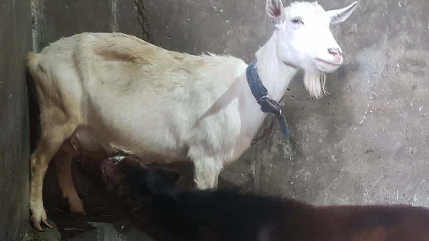 Goat-1.jpg
