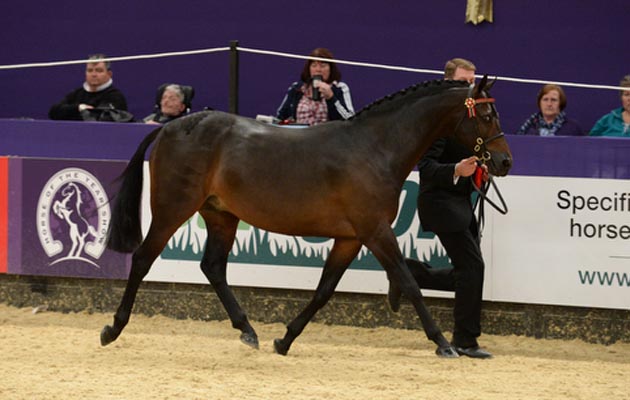 2014 HOYS Cuddy champion Rendene Royal Charm