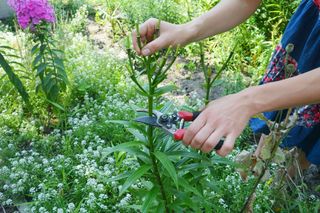 Gardener trims plants with pruning tool