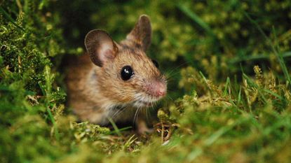 Learning ways to repel mice from a house is a good idea. Here is a small brown mouse with black eyes peeking outside of a hole, with dark green grass around it