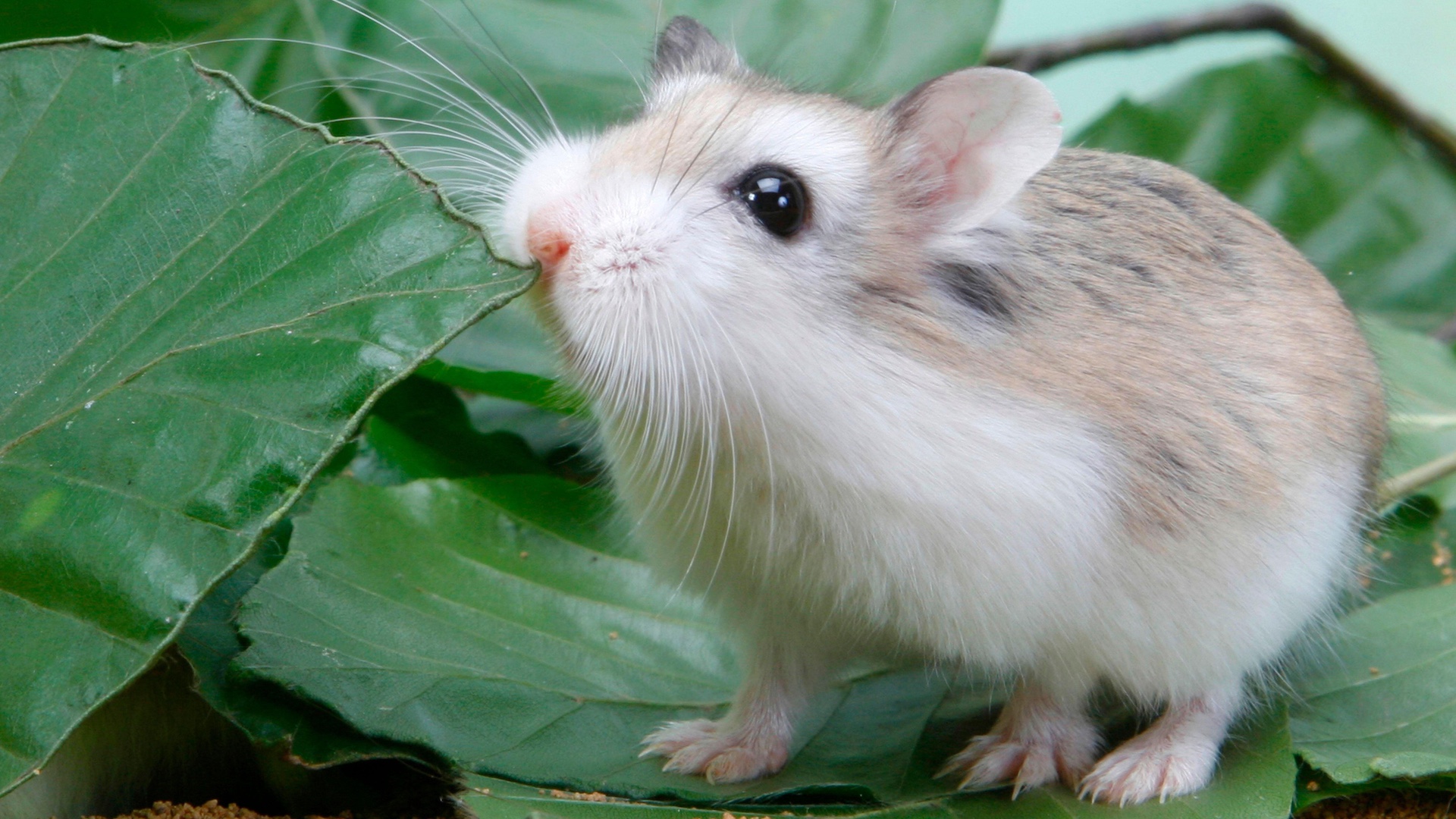 Roborovski dwarf hamster