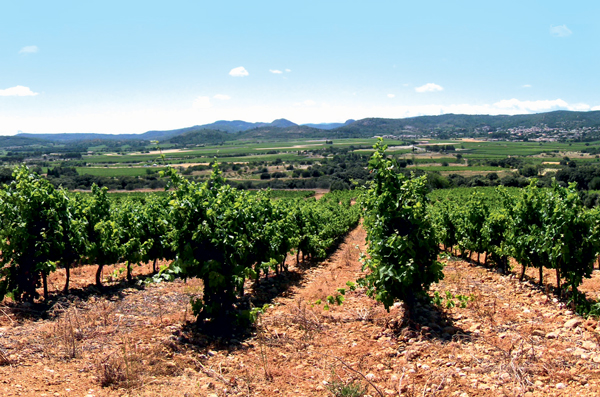 Domaine de l&amp;rsquo;Aster&amp;rsquo;s vineyards at P&amp;eacute;ret lie at the foot of the Malhubert volcano