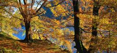 Woodland in autumn