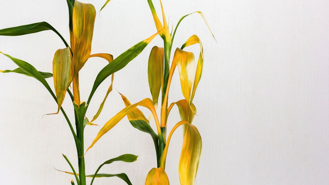 Yellow leaves of Dracaena sanderiana plant on white background