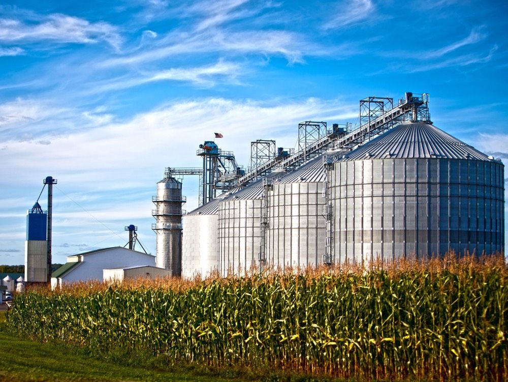 Corn dryer silos standing in a field of corn.