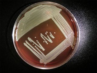 The bacteria Elizabethkingia anophelis growing in a lab dish