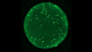 a glowing green sphere flecked with specks of brighter green against a black background