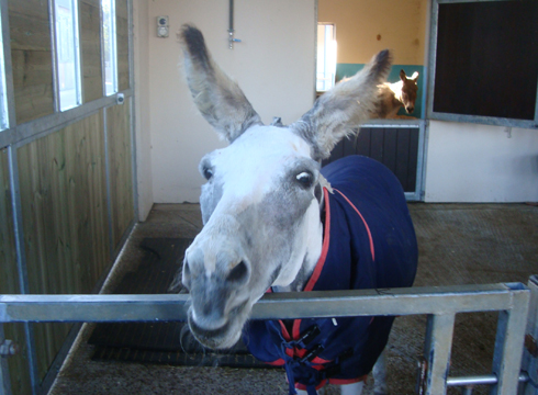 Thistle at The Donkey Sanctuary November 2013 (2)