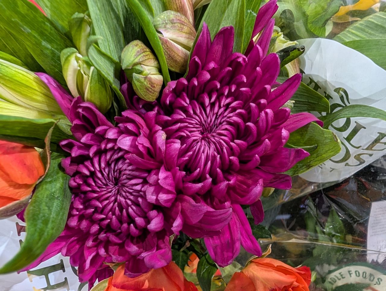 Google Pixel 9 Pro XL macro sample.