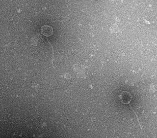 Two lambda viruses. Four genetic mutations in viruses like these lead them to find a new way to attack their bacterial hosts.